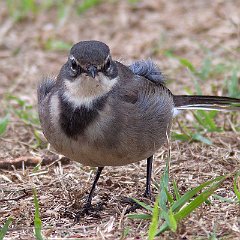 Motacilla_capensis