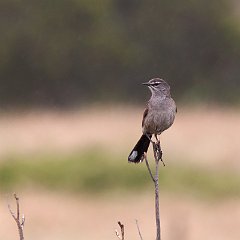 Cercotrichas_coryphoeus