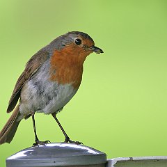 Erithacus_rubecula