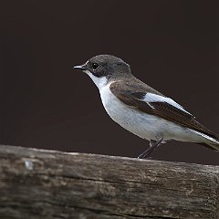 Ficedula_hypoleuca