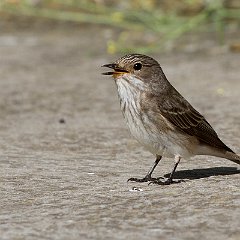 Muscicapa_striata