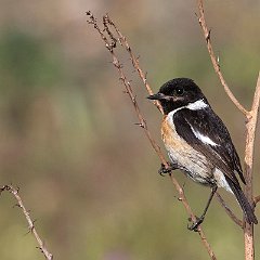 Saxicola_rubicola