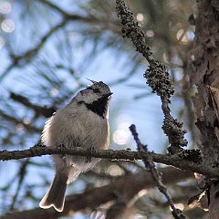 Lophophanes_cristatus