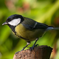 Parus_major