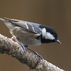 Periparus_ater