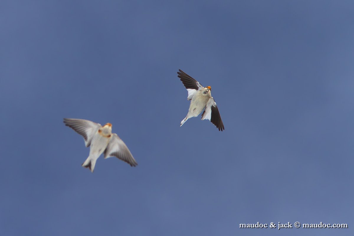 IMG_2216.jpg - with Snow Bunting