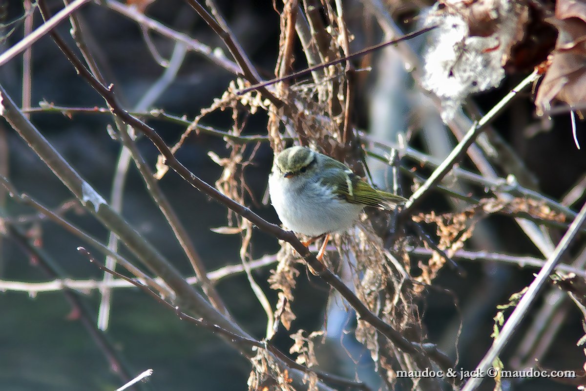 IMG_7042.jpg - Treviso, Feb 2012