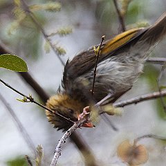 Anaplectes_rubriceps