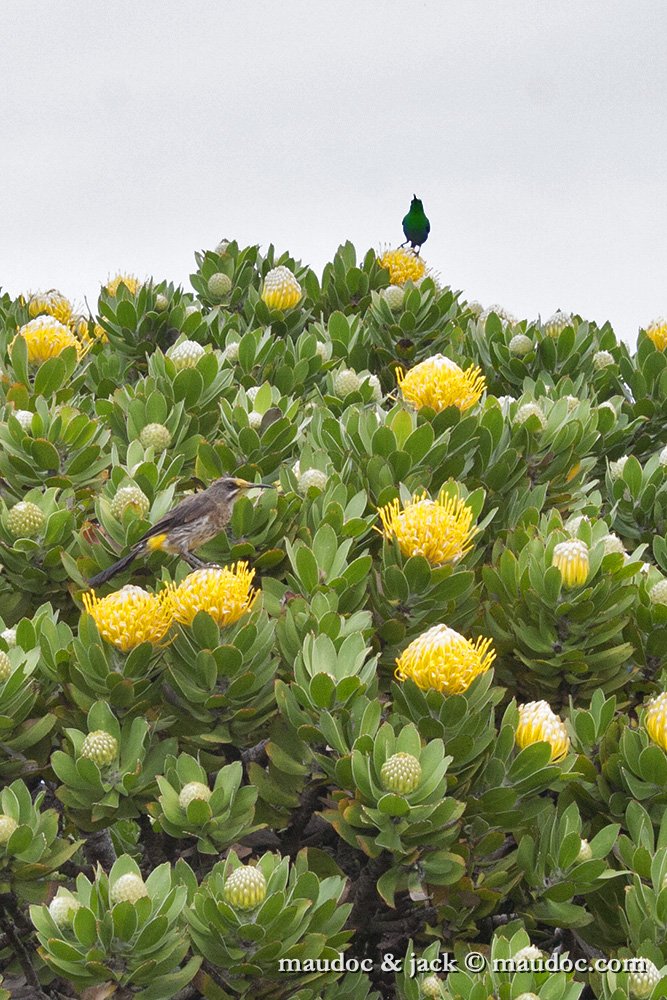 IMG_8459.jpg - with Malachite Sunbird