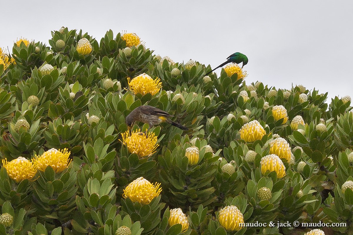 IMG_8463.jpg - with Malachite Sunbird