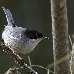 Sylvia_melanocephala