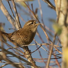 Troglodytes_troglodytes