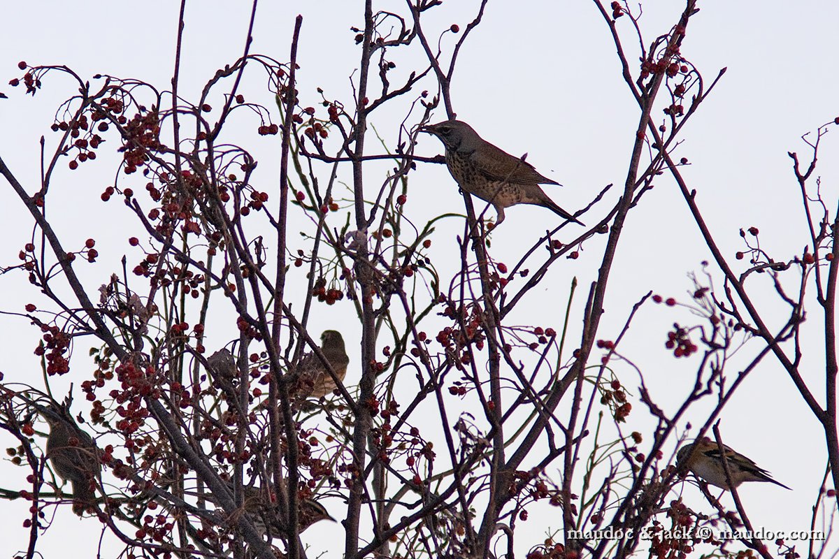 IMG_2246.jpg - with Redwing & Brambling