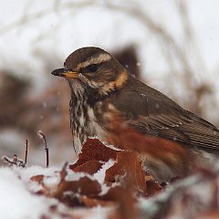 Turdus_iliacus