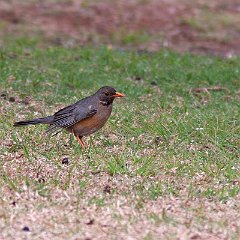 Turdus_libonyana