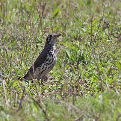 Turdus_litsitsirupa