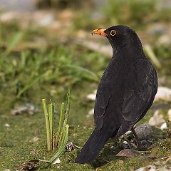 Turdus_merula