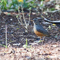 Turdus_olivaceus