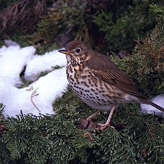 Turdus_philomelos