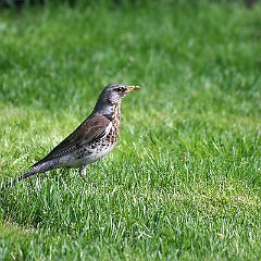 Turdus_pilaris