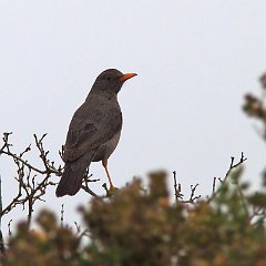 Turdus_smithi