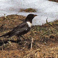 Turdus_torquatus