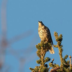 Turdus_viscivorus