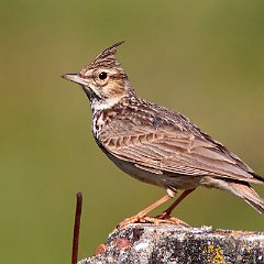 Alaudidae