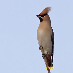 Bombycillidae