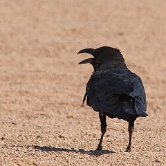 Corvidae