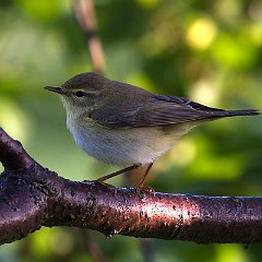 Phylloscopidae