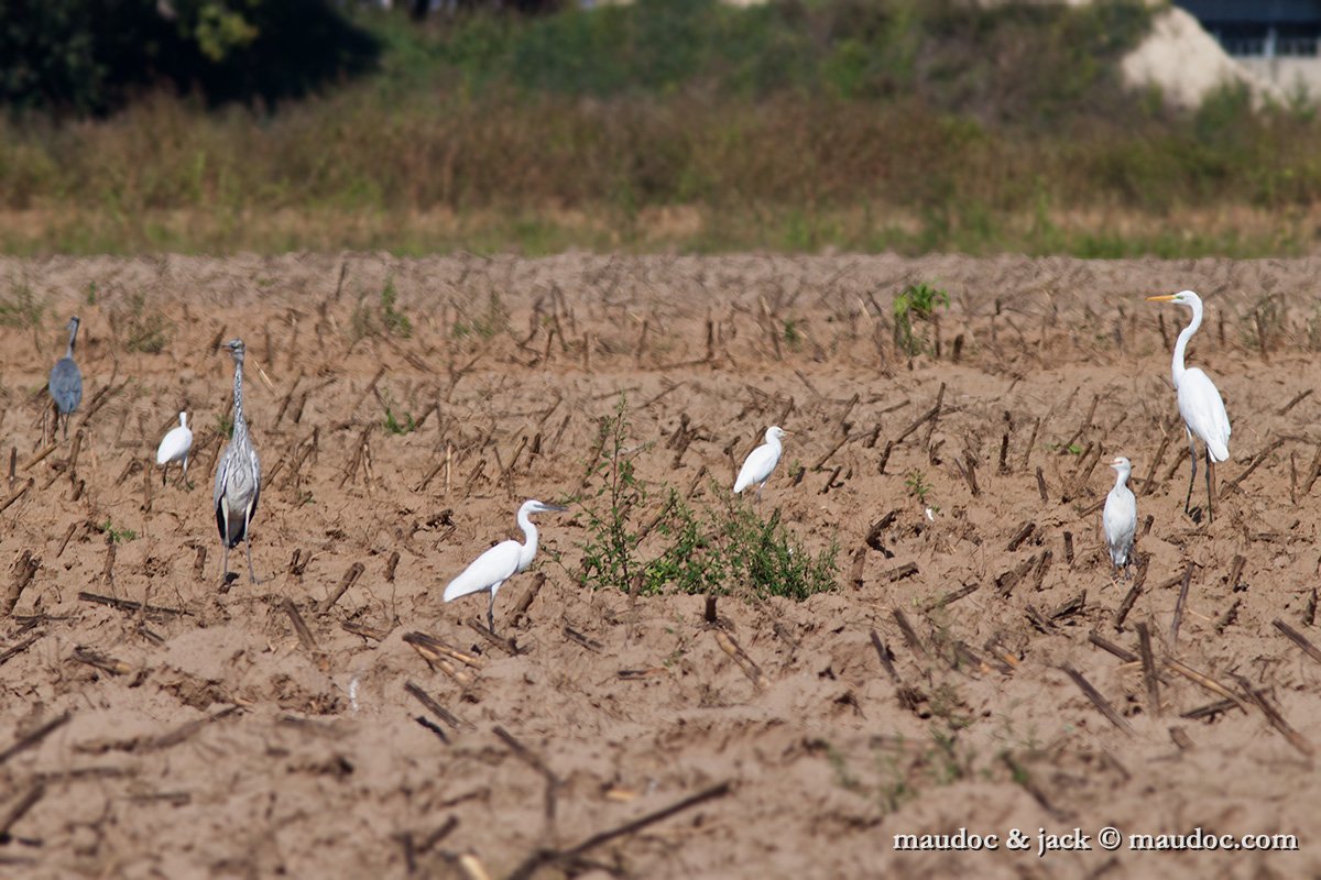 IMG_9810.jpg - four herons