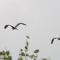 IMG_6146