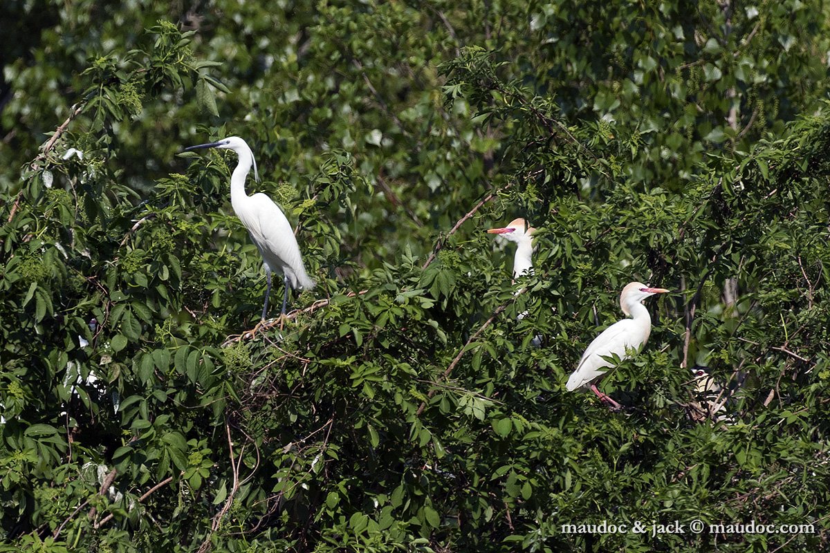 IMG_5152.jpg - with Little Egret