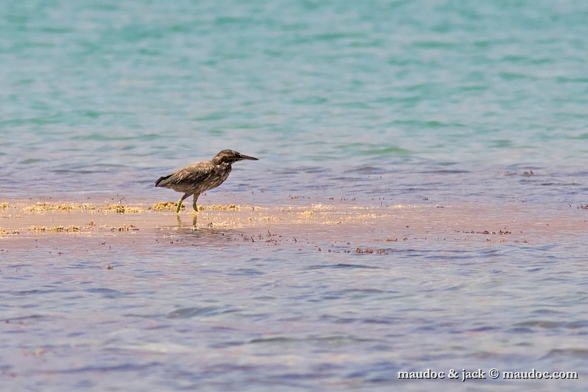 IMG_1108.jpg - Red Sea, Egypt