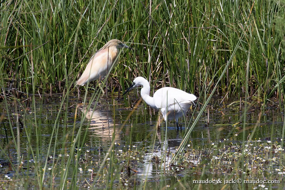 IMG_1638.jpg - with Squacco Heron