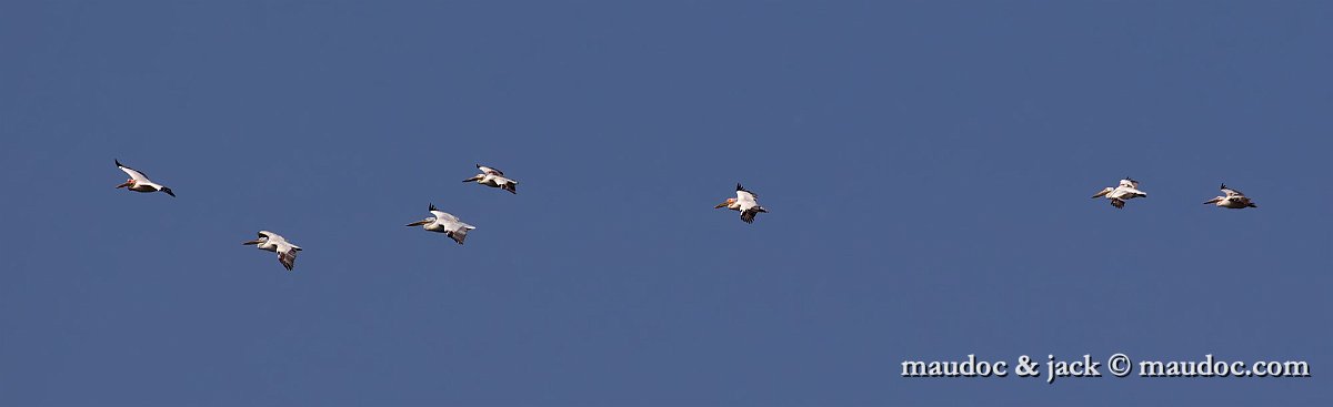 IMG_5977.jpg - with White Pelicans