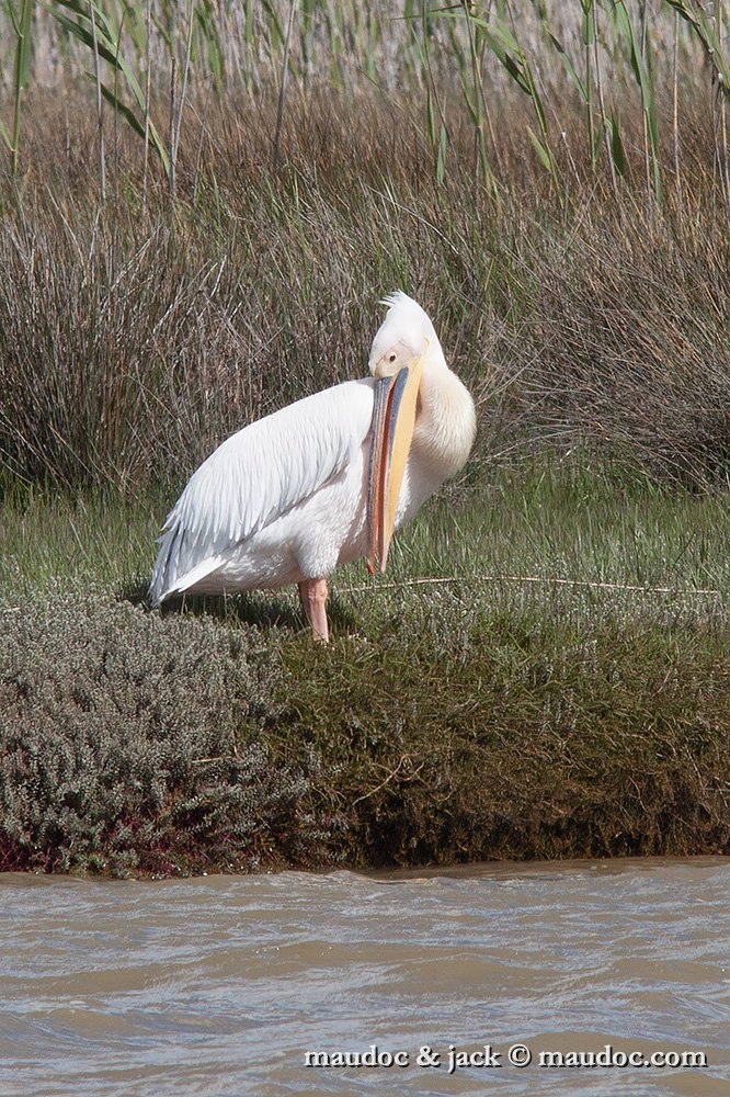 IMG_1539.jpg - West Coast, South Africa