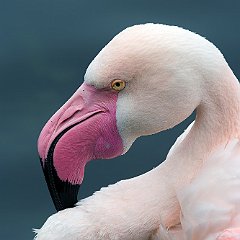 Phoenicopterus_roseus