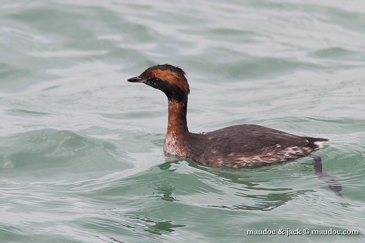 IMG_7553.jpg - Lake Garda, Italy