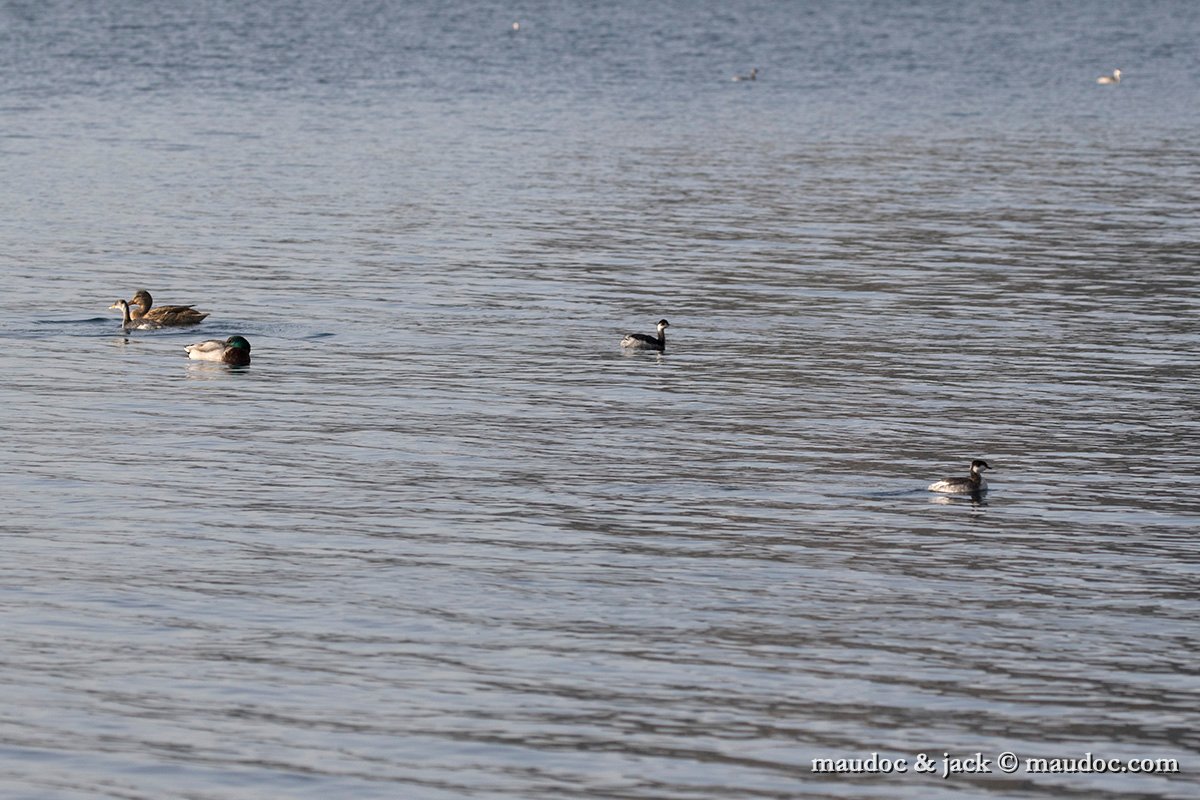 IMG_9148.jpg - P. grisegena (left with mallards), P. nigricollis (center) & P. auritus (right)