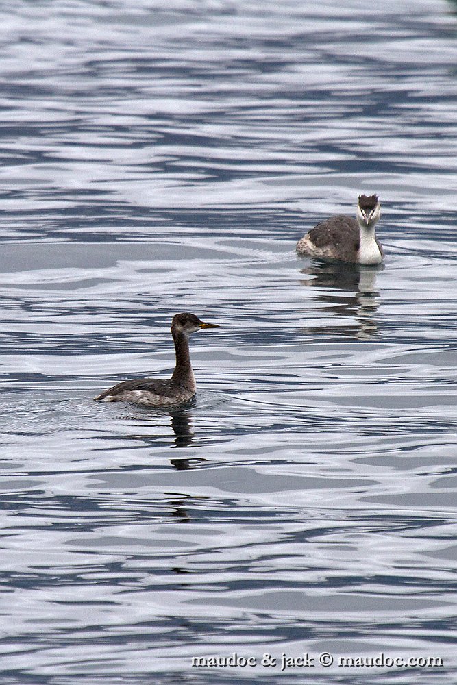 IMG_2702.jpg - Lake Garda, Italy