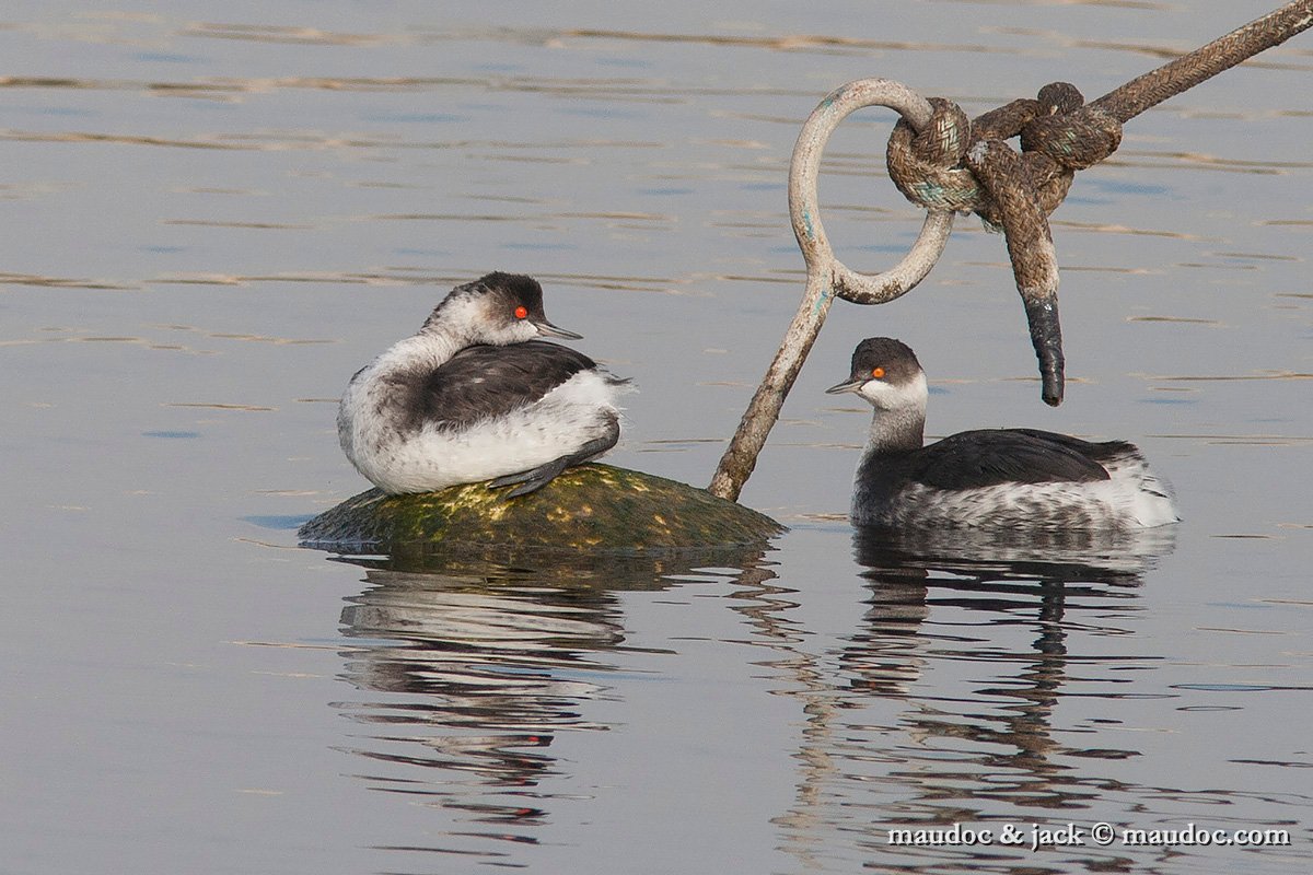 IMG_3085.jpg - Camargue, France