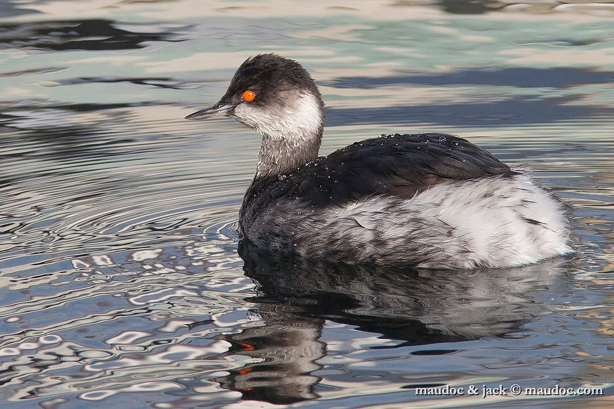 IMG_3128.jpg - Camargue, France