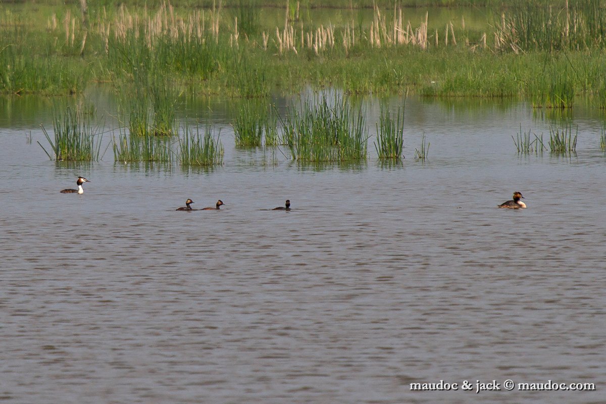 svasso_piccolo_IMG_5571.jpg - with Great Crested Grebe, Hungary