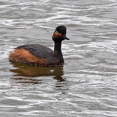 Podiceps_nigricollis