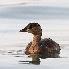 Tachybaptus_ruficollis