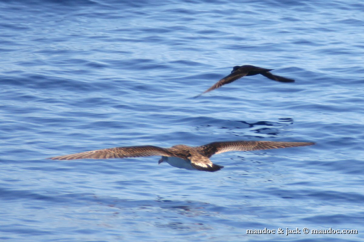 IMG_2920.jpg - with Bulwer's Petrel, Madera