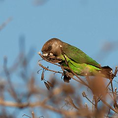 Poicephalus_cryptoxanthus