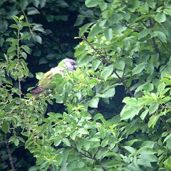 Poicephalus_senegalus